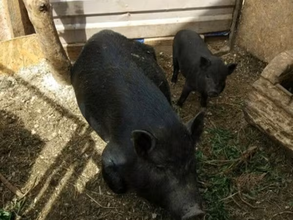 Boar, Вьетнамская вислобрюхая