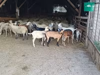 母山羊, Goats — 照片 1