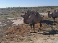Tevénő, Kazakh Bactrian camel — 1. fotó
