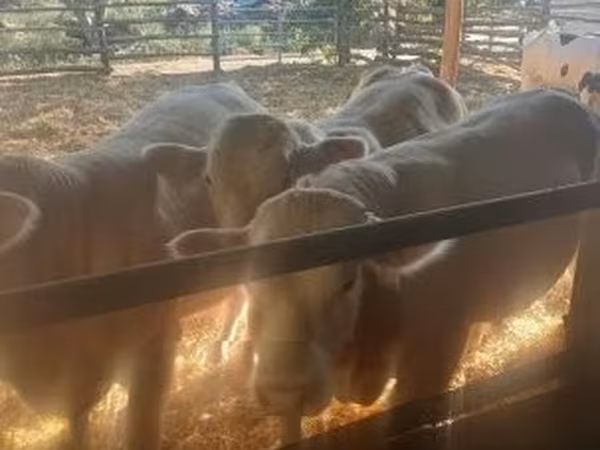 Taureau, Race Holstein — Hongrie