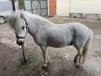 Hing, Lovak — 1. fotó