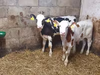 公牛, Simmental cattle — 照片 1
