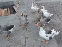 Geese — photo 6
