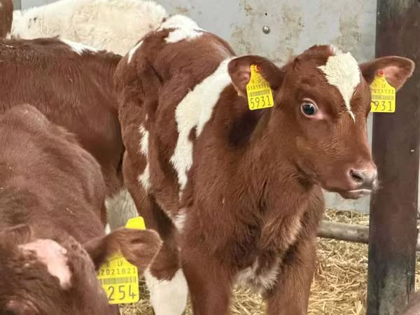 Býk, Simmental cattle