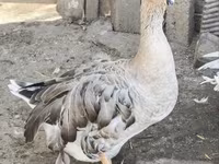 Geese — 1. fotó