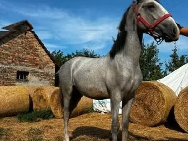 公马, Lipizzaner