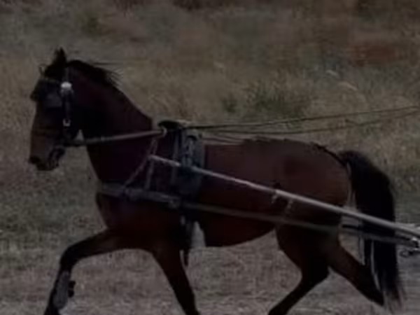 Hengst, Hackney horse — Ungarn