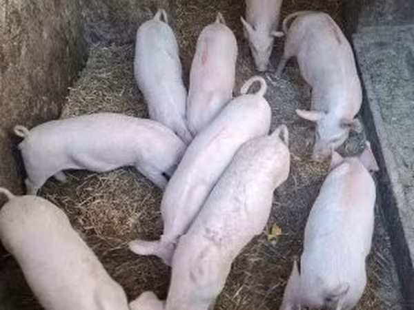 Свиньи (партия, пол не указан), Свиньи