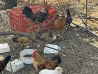 Chickens — الصورة 1