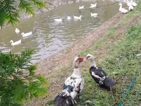 Chickens — फ़ोटो 4