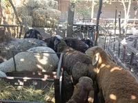 Schaf, Rhon sheep — Foto 3