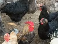 Chickens — foto 3
