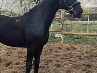 Cavalo, Nonius horse — foto 5