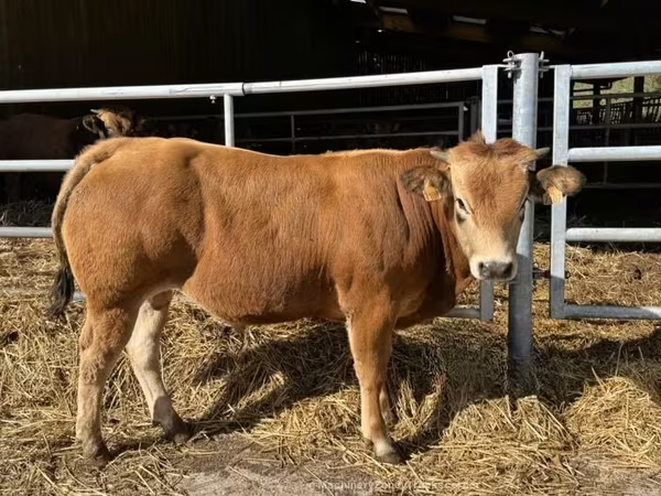 Bika, Partenaise cattle