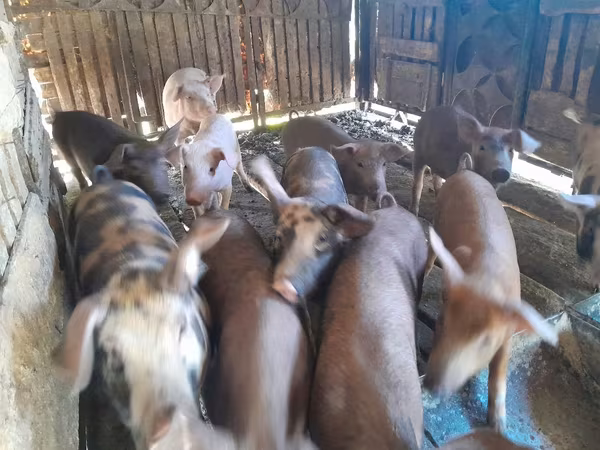 Sow, Pigs