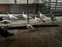 Turkeys — 4-сурет