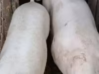 Süldőanya, Крупная белая — 7. fotó