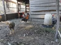 Chickens — 照片 6