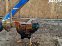 وياندوت — الصورة 4
