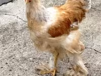 Brahma — zdjęcie 2