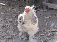 Chickens — zdjęcie 5
