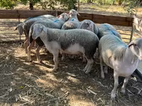 公羊, Sheep — 照片 1
