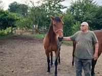 Kanca, Lovak — 3. fotó