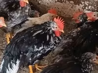 Chickens — photo 2