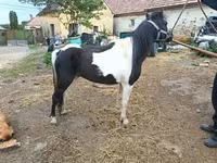 Jument, Chevaux — photo 2