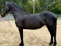 Mare, Friesian — photo 1