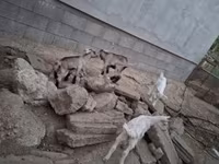 母山羊, Goats — 照片 6