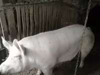 Sow, Крупная белая — photo 4