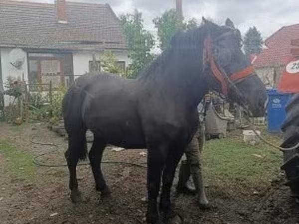 Klisna, Koně — Maďarsko