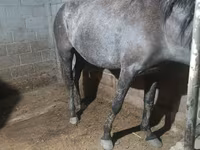 Stute, Budyonny horse — Foto 2