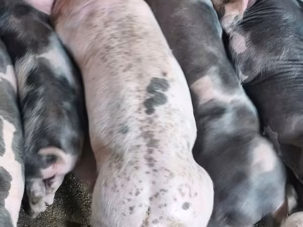 Boar, Pigs
