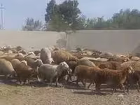 Qoç, Rhon sheep — foto 2
