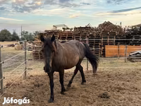 Hing, Hucul pony — 1. fotó