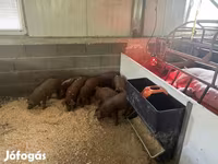 नर सूअर, Мангалица — फ़ोटो 1