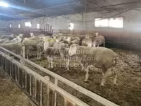 Juh, Ile-de-France sheep — 1. fotó