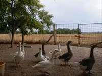 Geese — foto 1