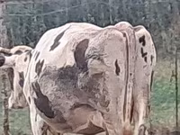 Cow, Russian Black pied cattle — photo 7