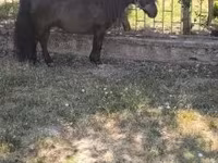 Айғыр, Australian Pony — 7-сурет