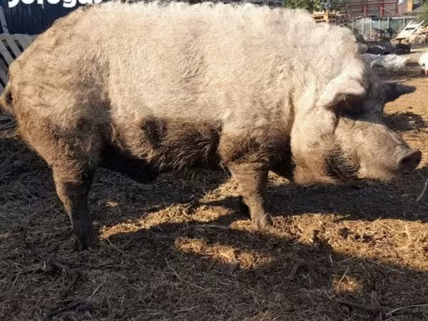 Boar,  — Hungary