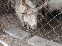 كبش, الأغنام — الصورة 3