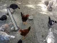 Turkeys — Foto 3
