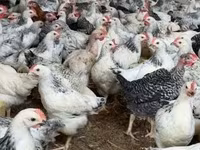 Chickens — foto 4