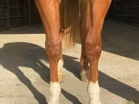 Hing, Quarter Horse — 4. fotó