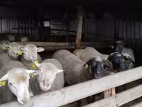 Widder, Ile-de-France sheep — Foto 4