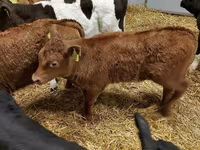 Bika, Limousin tehén — 3. fotó
