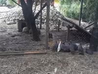 Guinea fowl — फ़ोटो 2